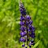 Lupin blue