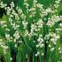 Lily of the valley (Convallaria majalis)