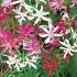 mélange de nerines