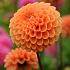 Dahlia Sylvia