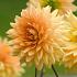 Dahlia Glorie van Noordwijk 