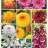 Summerbulbs colourful