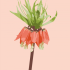 Postcard fritillaria