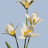 Carte Tulipa turkestanica