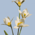 Postcard Tulipa turkestanica