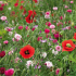 Bloemzaden roze