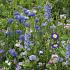 Flower seeds blue