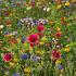 Flower seeds bees and butterflies