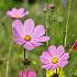 Cosmos seeds