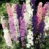 Delphinium zaden