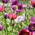 Papaver zaden