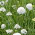 Scabiosa seeds