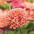 Graines de zinnia