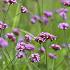 Verbena seeds