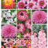 Summer bulbs pink