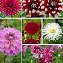 Biologische dahlia mix 