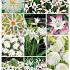 Summer Special White | limitid edition