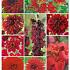 Summer Special Red | limitid edition