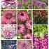 Summer Special Purple | limited edition