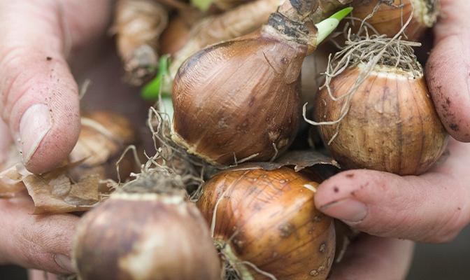 Blog, dix avantages des bulbes à fleurs